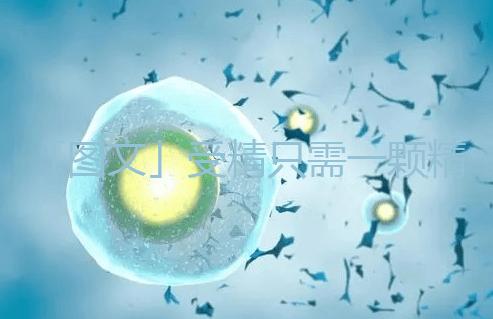 「圖文」受精只需一顆精子，那另外上億的精子都去哪里了呢？