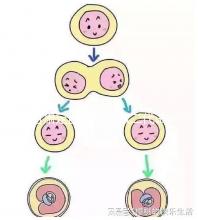 甘肅定西能不能做二代試管嬰兒，成功率高不高？
