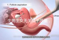 生男生女無關精子質量，分享成功懷男孩的4個細節經驗