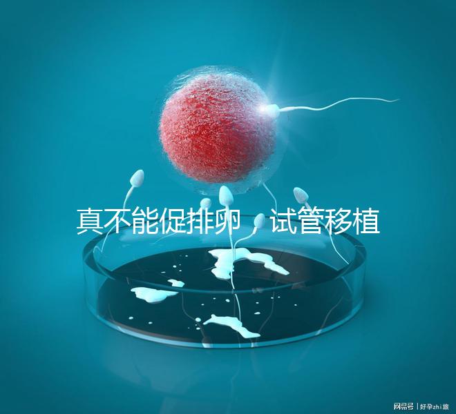 真不能促排卵，試管移植前吃?xún)?yōu)思明作用與功效竟是這