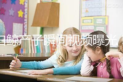 白鯨產(chǎn)子瞬間視頻曝光!第一次知道白鯨是這樣生產(chǎn)的