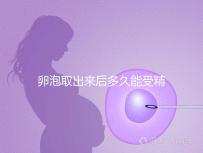 卵泡取出來后多久能受精做試管來瞧，想移植請算好時間