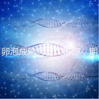 卵泡成熟需多久排卵，期間如何護理可提高受孕率