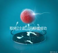 取卵7個后三天移植成功率真不低,關(guān)鍵要滿足這5大條件