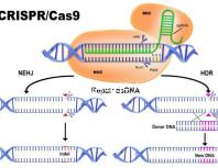 加班讓90后年輕人沒時間結(jié)婚生娃?網(wǎng)友:貧窮是避孕良方
