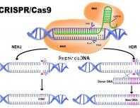 北醫三院做試管，自然周期鮮胚移植成功率是多少？