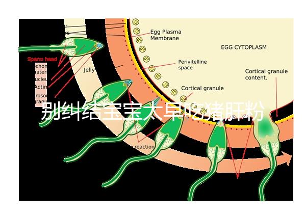 別糾結(jié)寶寶太早吃豬肝粉好不好了,先看可不可以吃最重要