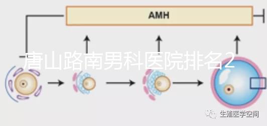 唐山路南男科醫(yī)院排名2024,精度高,成本低...
