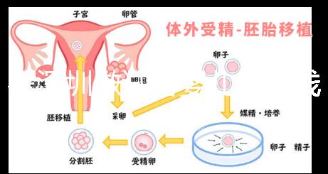 在深圳做試管嬰兒多少錢一次?各大醫(yī)院成功率及費用看這里