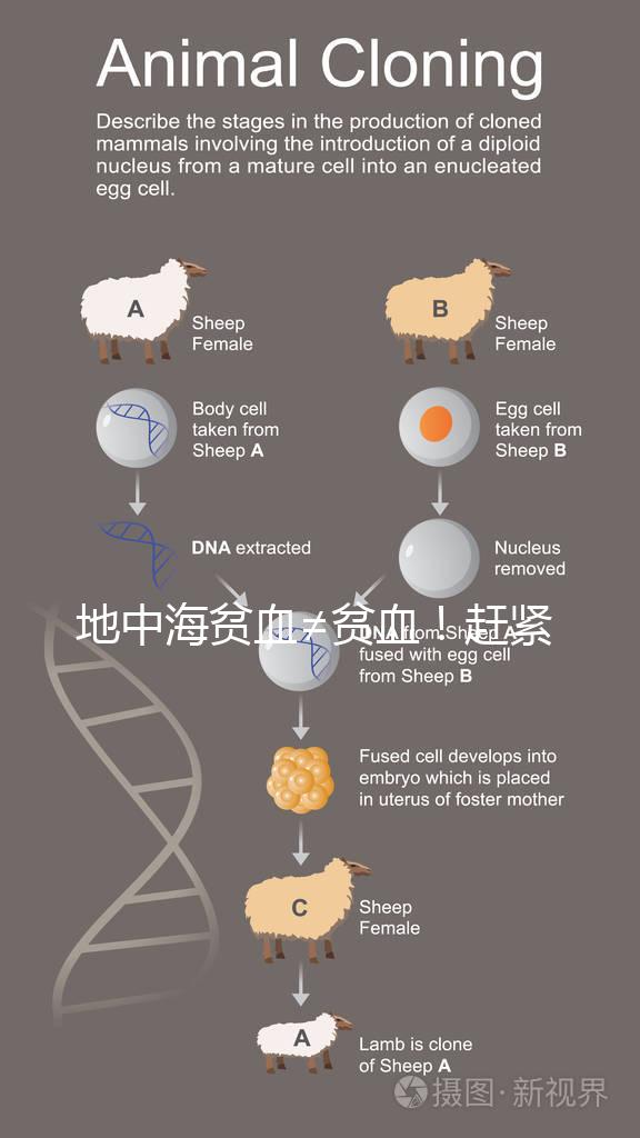 地中海貧血≠貧血！趕緊來看看地貧和貧血有什么區別
