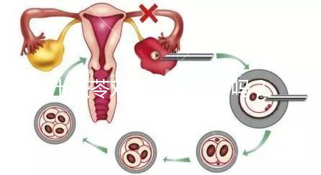 土茯苓對卵泡有影響嗎？可以調(diào)經(jīng)分析嗎？看完就清楚了