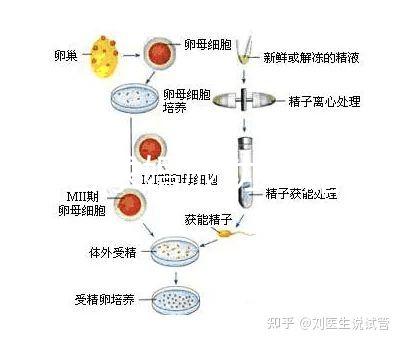 何猷君求婚成功！賭王四太回應(yīng)“奚夢(mèng)瑤懷孕”傳聞