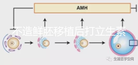 不造鮮胚移植后打立生素有無影響戳，過量小心不著床