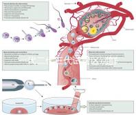 一代二代三代試管區(qū)別鮮胚(一代 二代 三代試管)