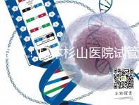 驚訝!日本杉山醫院試管嬰兒成功率和泰國持平