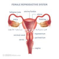 懷孕愛吃素不愛吃肉多半是女兒?幾率究竟多大進來一看便知