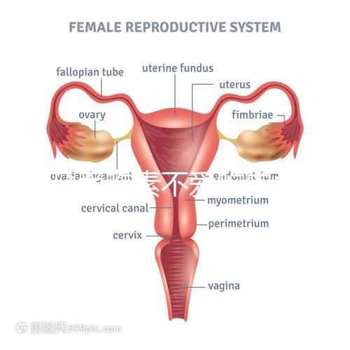 懷孕愛吃素不愛吃肉多半是女兒？幾率究竟多大進來一看便知