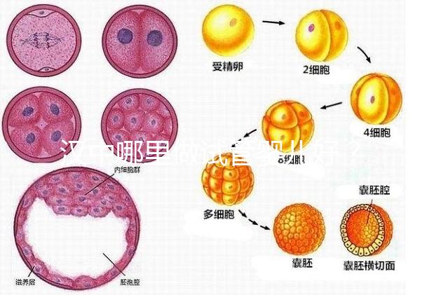 漢中哪里做試管嬰兒好?西京or唐都醫院是首選