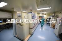 混血兒優(yōu)缺點(diǎn)解析：跟壽命短真的沒關(guān)系