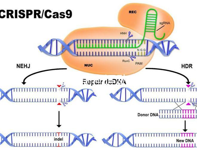 如果精子前向運(yùn)動(dòng)率低于19,就不要看這個(gè)弱精子看完了嗎?