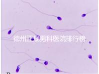 德州正規(guī)男科醫(yī)院排行榜分享!2024哪個(gè)最好一看便知