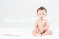 胚胎寶寶最初的“鎧甲”，圖解透明帶構(gòu)成成分