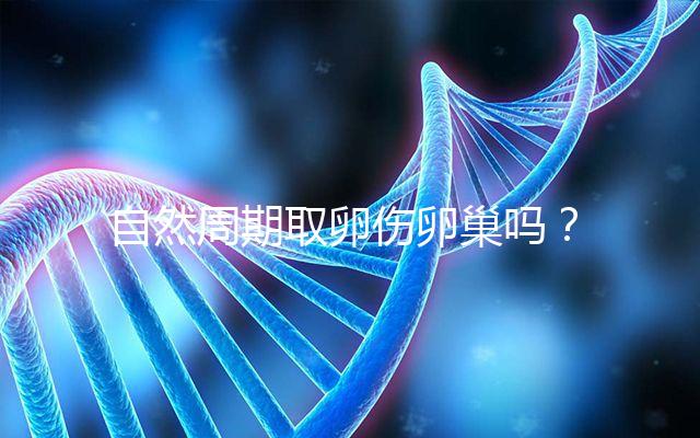 自然周期取卵傷卵巢嗎？對女性的這3大影響不能忽視