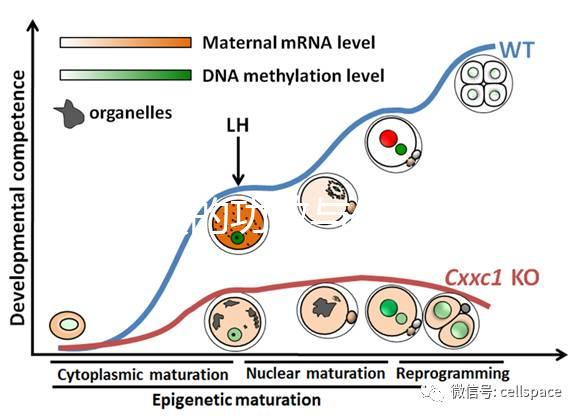 血余炭的功效與作用（血余炭傷腎還是補(bǔ)腎）