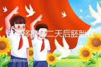 試管移植第二天后胚胎在干嘛!子宮內游走居無定所