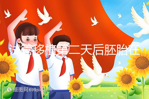 試管移植第二天后胚胎在干嘛！子宮內游走居無定所