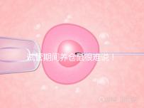 試管期間養(yǎng)倉鼠很難說!先了解對(duì)胎兒的影響再?zèng)Q定!