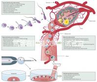 試管宮腔鏡效果(試管宮腔鏡效果怎么樣)