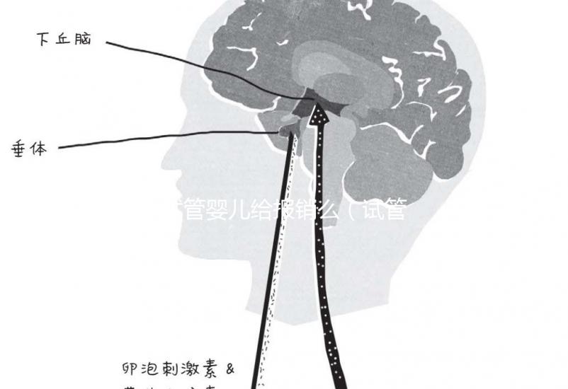 試管嬰兒給報(bào)銷么(試管嬰兒給報(bào)銷嗎)