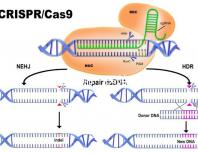 試管嬰兒哪個醫(yī)院成功率最高(西安做試管嬰兒哪個醫(yī)院成功率最高)