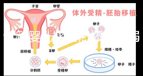 試管嬰兒比自然懷孕脆弱原因來襲，正不正常三分鐘說清