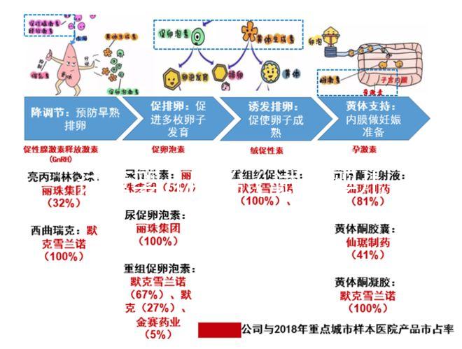 試管嬰兒胚胎(試管嬰兒胚胎培養(yǎng)需要多長(zhǎng)時(shí)間)