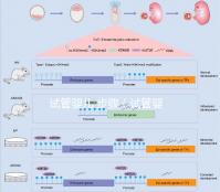 試管嬰兒 步驟(試管嬰兒步驟過(guò)程詳細(xì)時(shí)間)