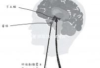 試管 卵泡28(試管卵泡28了才打夜針)