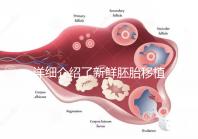 詳細介紹了新鮮胚胎移植后的生素對子宮的容受性是否好看完就清楚了