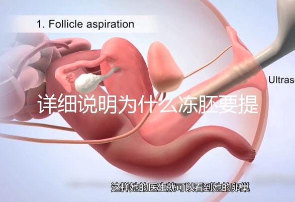 詳細說明為什么凍胚要提前一兩天解凍，有沒有影響一目了然