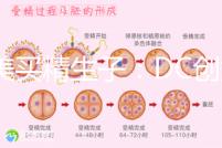 赴美買精生子：DC創(chuàng)始人葉海洋怒砸50萬生下五國混血兒