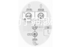 跳繩有助于卵泡破裂嗎？4種有效手段值得入手