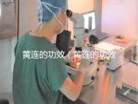 黃連的功效(黃連的功效作用與主治)