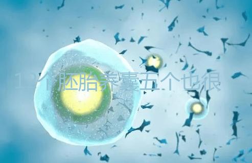 12個胚胎養囊五個也很正常，看完成功率就知所言非虛