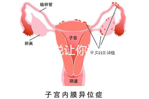 1分鐘解說讓你讀懂，排卵試紙白板一根線等各個反應