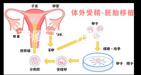 2024廈門(mén)生育保險(xiǎn)津貼報(bào)銷(xiāo)全流程通辦，思明等區(qū)可網(wǎng)上申請(qǐng)